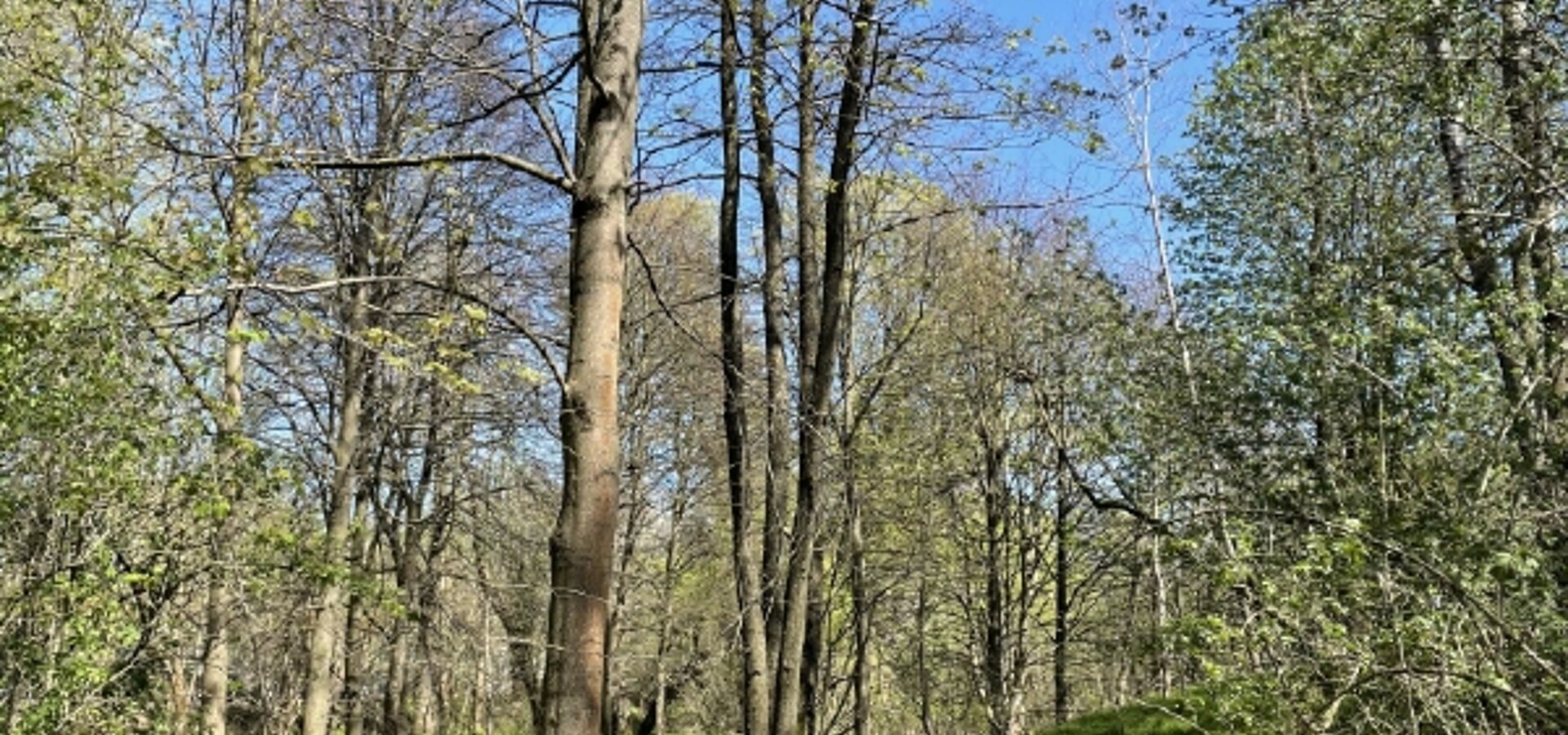 zum verlandeten Teich (1)