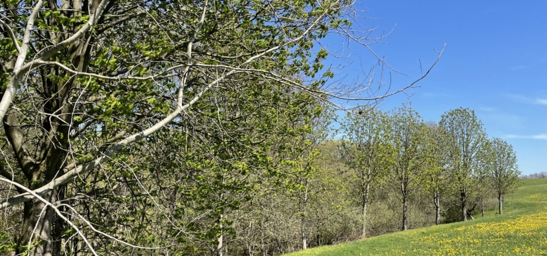 zum verlandeten Teich (3)