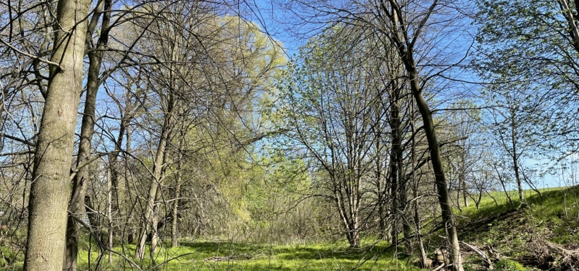 zum verlandeten Teich (2)